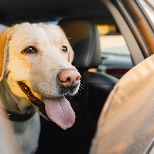 yellow lab looking out of a car window