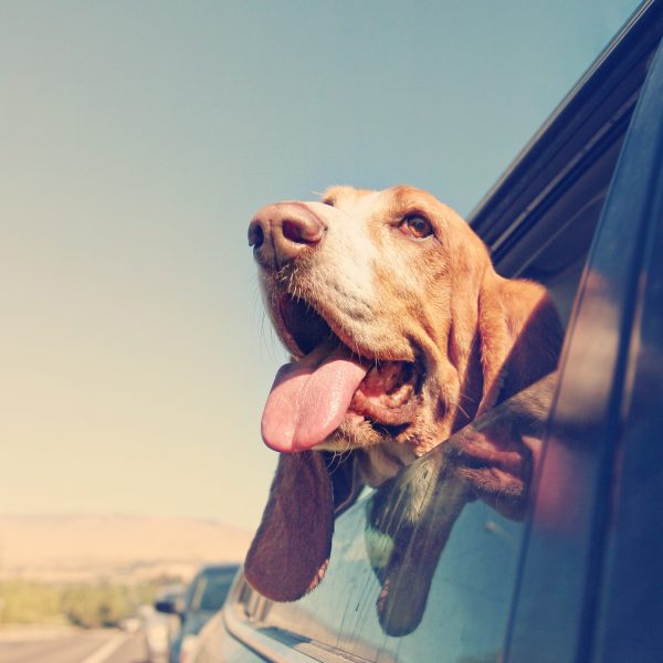 basset hound looking out a car window
