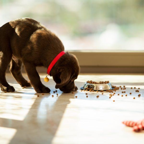 chocolate lab puppy eating kibble next to their bowl