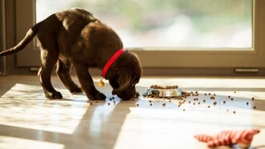 Why Do Dogs Carry Food Away From Their Bowl To Eat It?