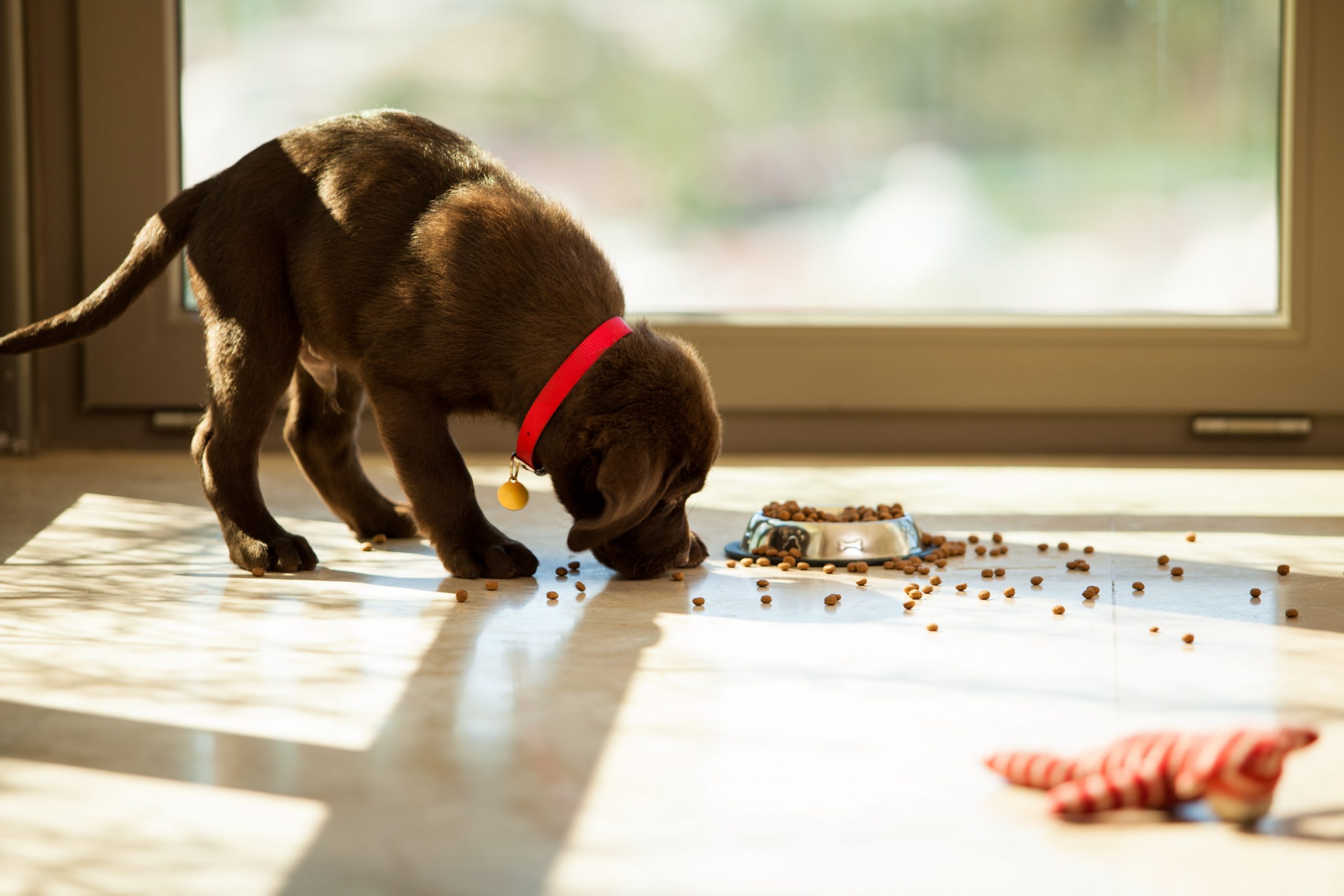 Dog carrying cheap food bowl