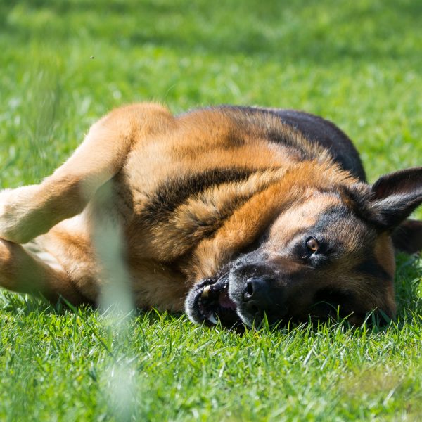 german shepherd dog rolling in grass
