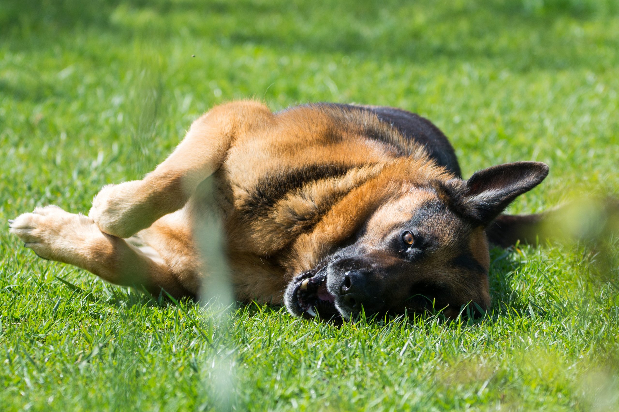 why do dogs roll in smelly things