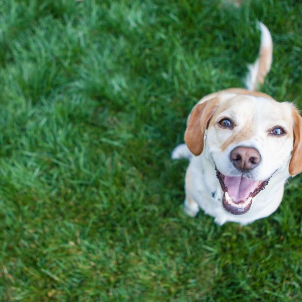 lab mix sitting in grass and smiling up at the camera