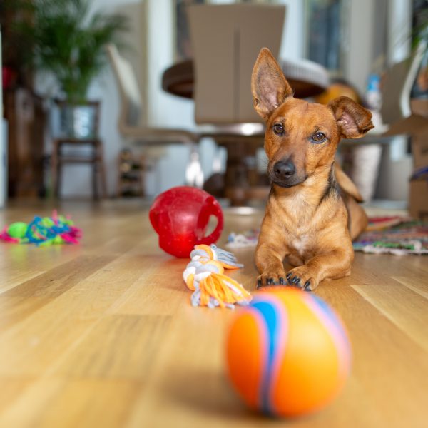 cachorrinho marrom rodeado de brinquedos