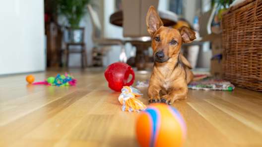 5 Common Mistakes People Make When Playing With Dogs