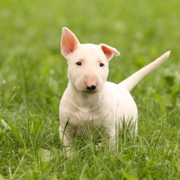 white bull terrier puppy standing in grass