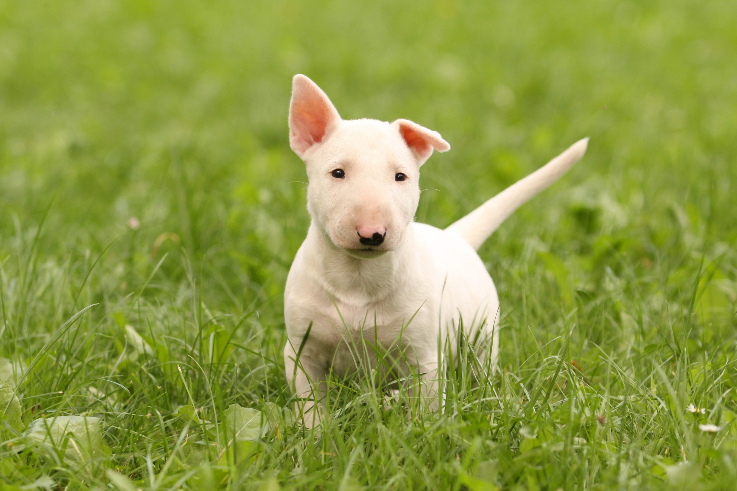 9 Essential Facts About Bull Terriers | Greenfield Puppies