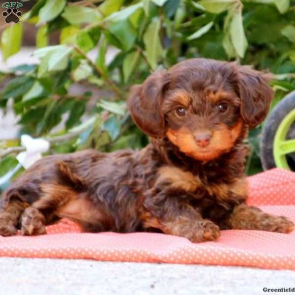 Beauty Dorkie Puppy For Sale in Pennsylvania
