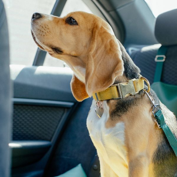 beagle puppy riding in a car