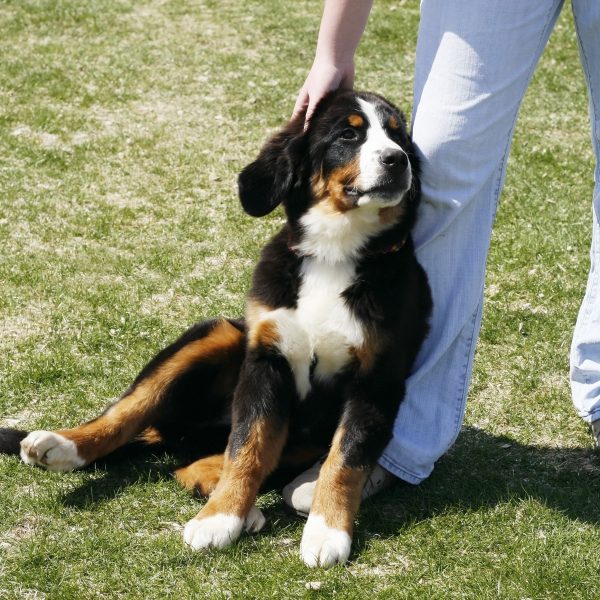 bernese mountain dog puppy leaning on owner's legs