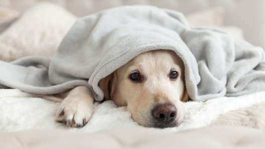 10 Signs Your Dog is Bored