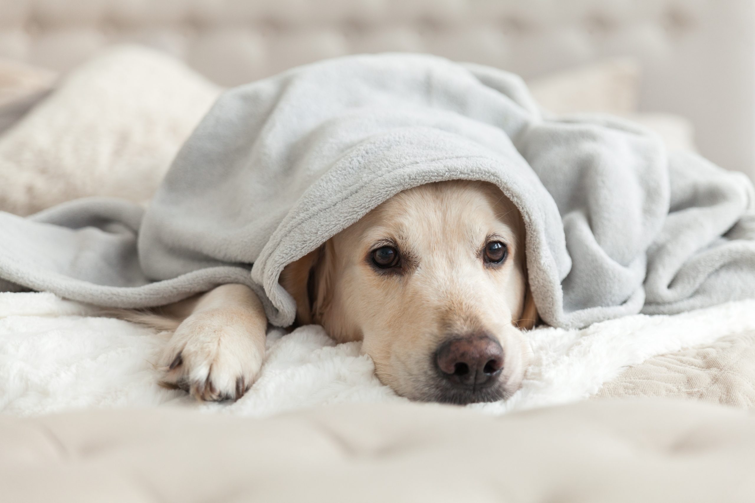 Ten Signs That Your Dog Is Bored - My Curious Canine