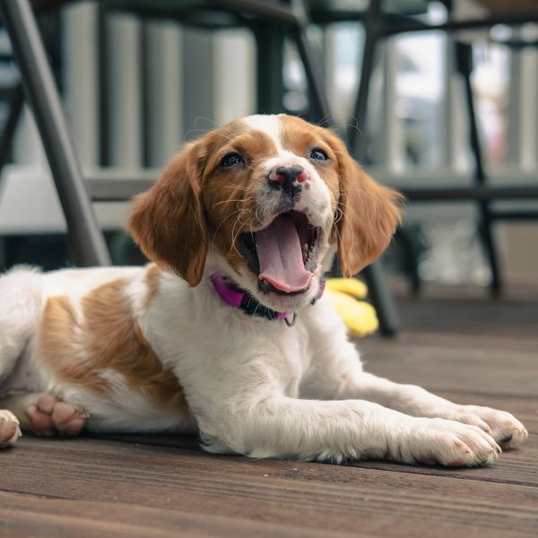 brittany spaniel puppy