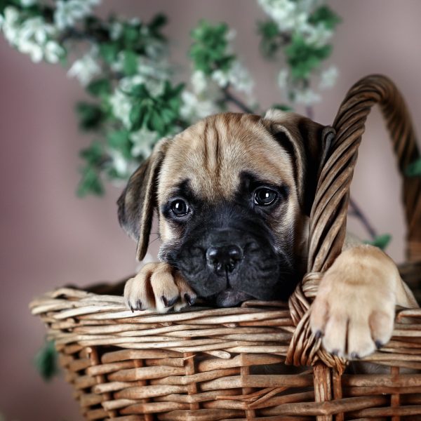 bullmastiff puppy in a basket