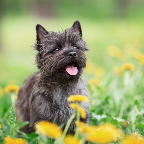 cairn terrier sitting in flowers