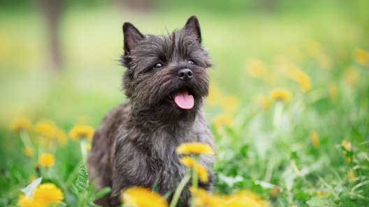 Cairn terrier best sale mix black