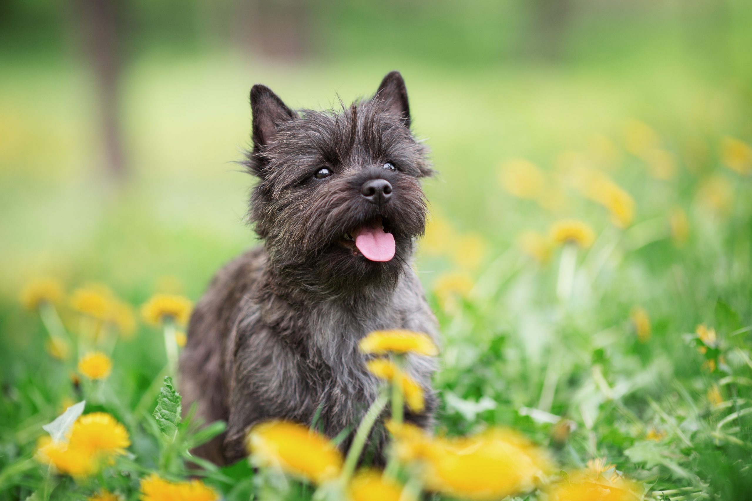are cairn terriers intelligent