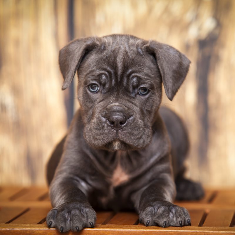 6 Facts About the Cane Corso Greenfield Puppies