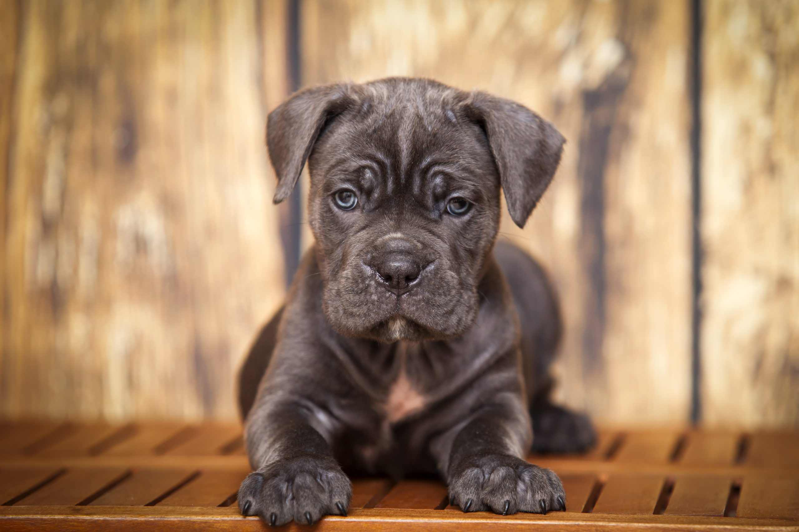 how long is a cane corso a puppy? 2