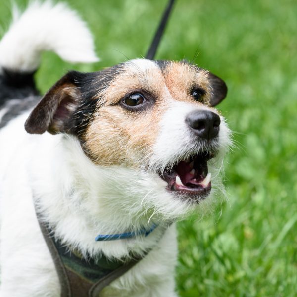 small leashed terrier dog barking