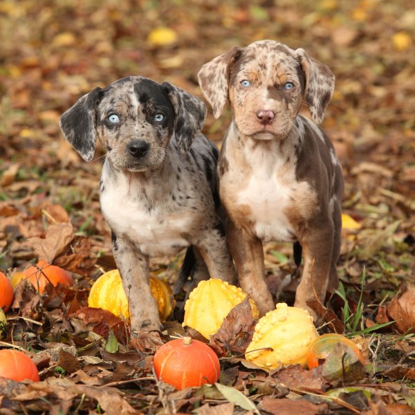 two catahoula leopard dog puppies in fall leaves