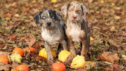9 Facts About Catahoula Leopard Dogs