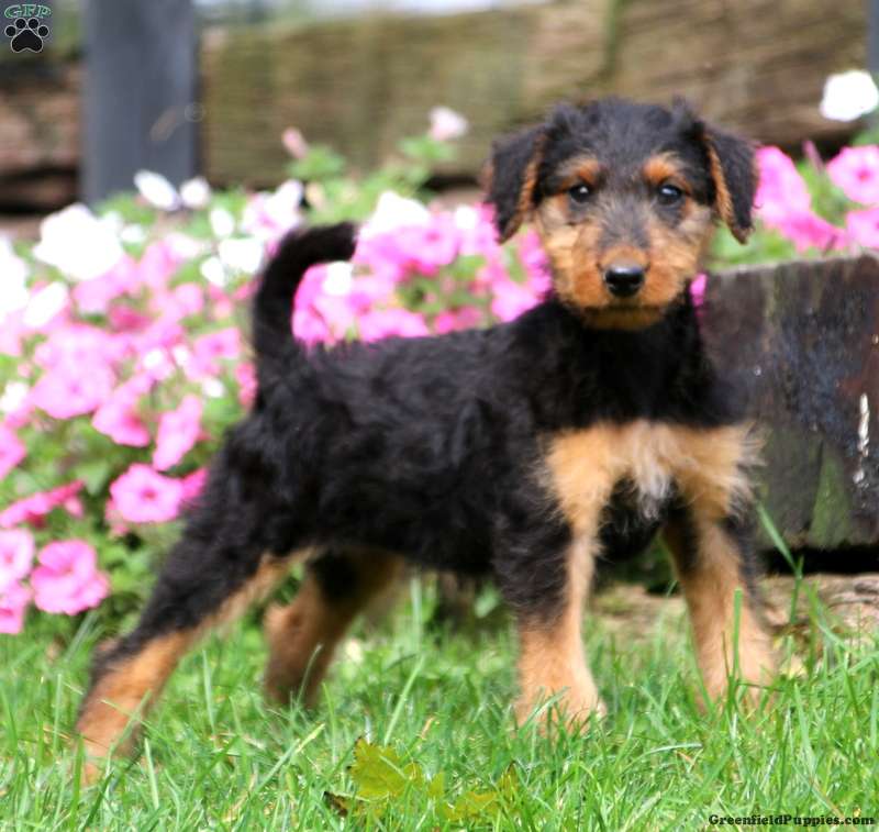 Savanna Airedale Terrier Puppy For Sale in Pennsylvania