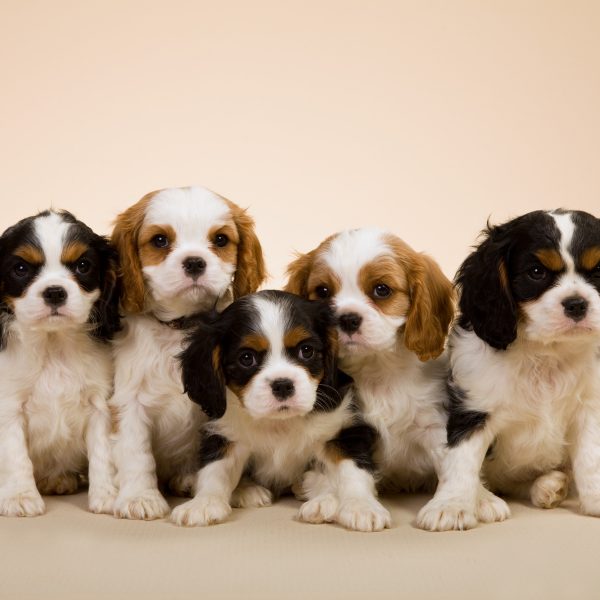 cavalier king charles spaniel puppies