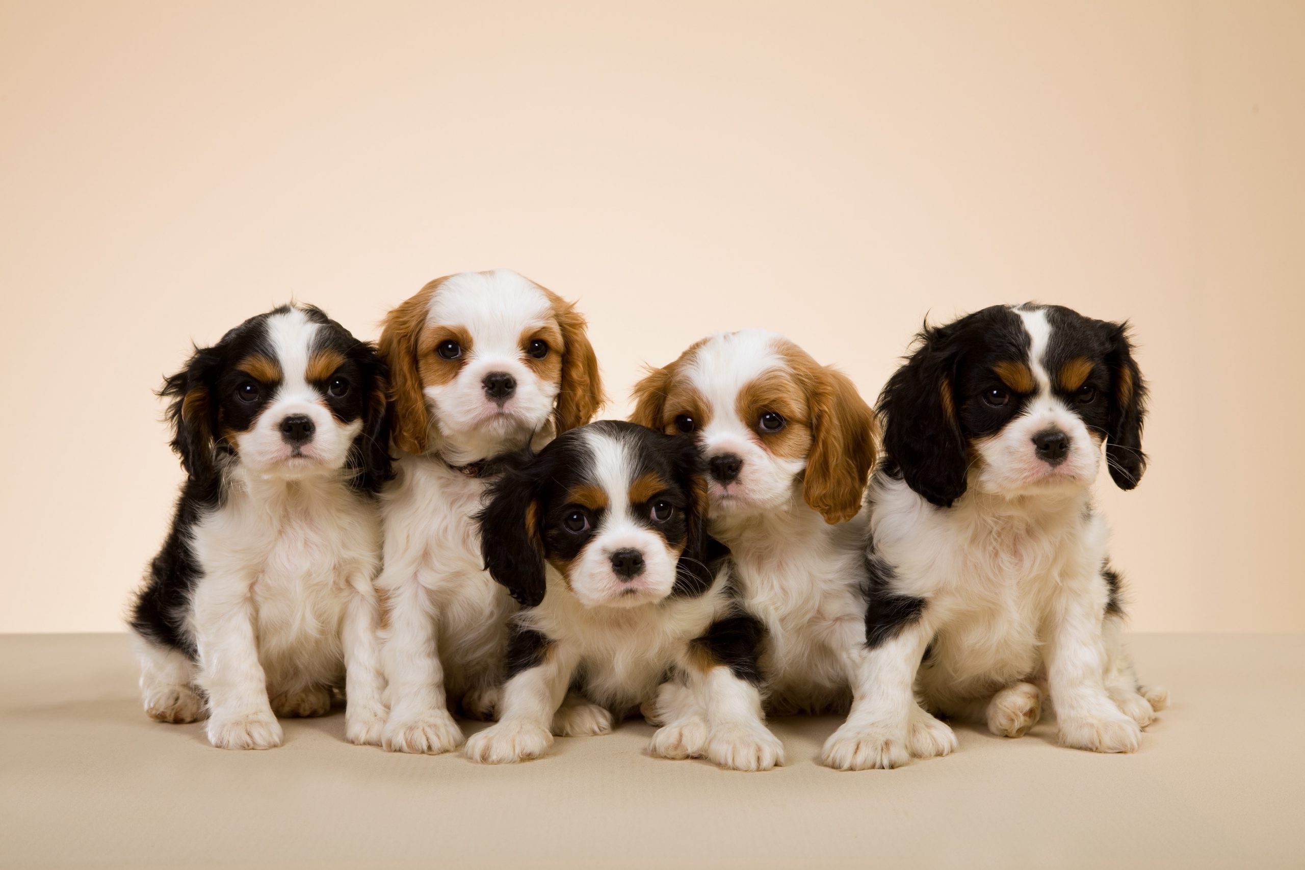 makker Vis stedet spørgeskema 6 Cool Facts About Cavalier King Charles Spaniels | Greenfield Puppies