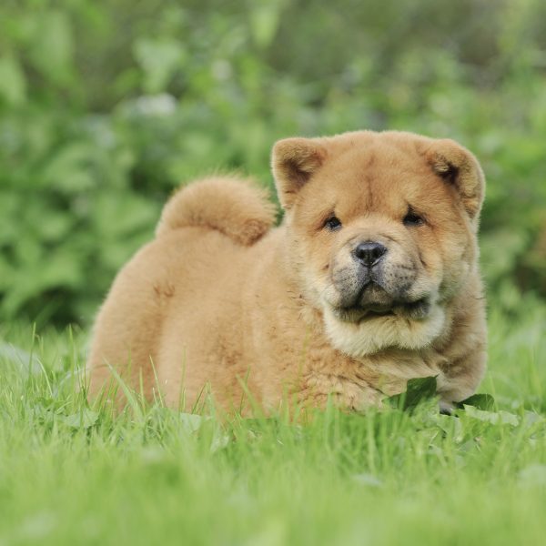 chow chow puppy lying in grass