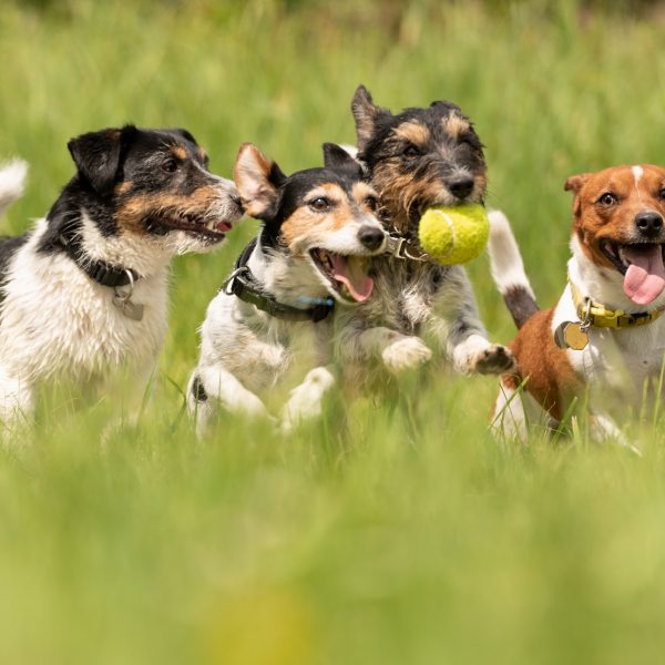 four jack russell terriers running and playing in a field