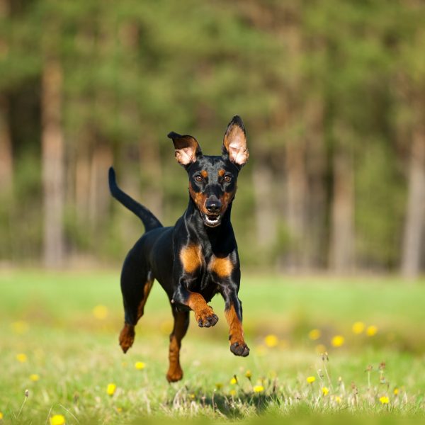 german pinscher running through a field