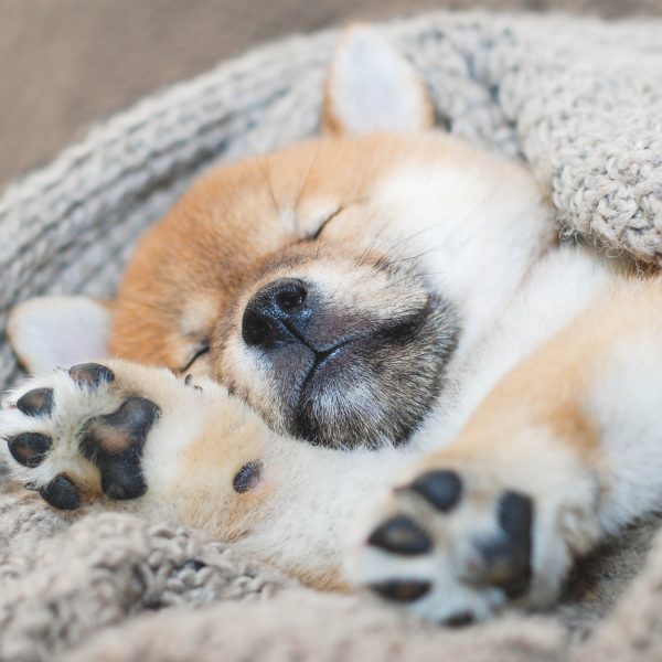 shiba inu puppy sleeping - why do dogs sleep so much