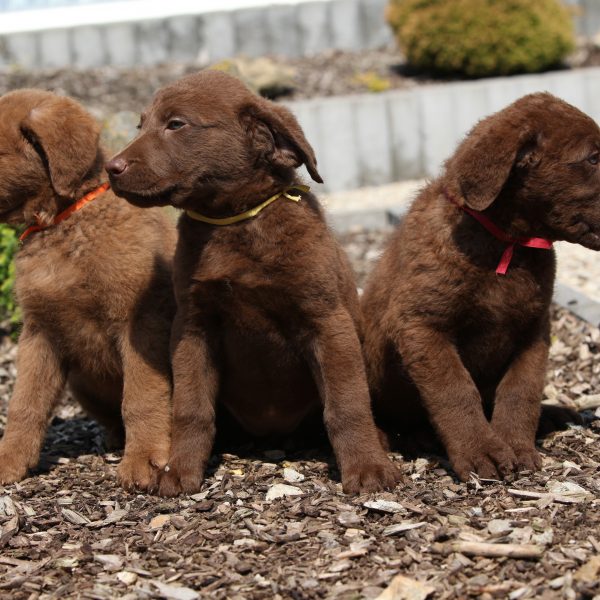 three chesapeake bay retriever puppies in a garden