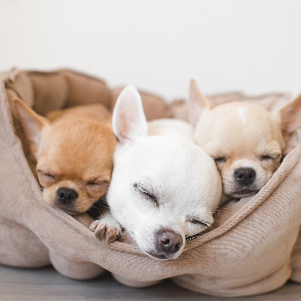 three chihuahua puppies sleeping