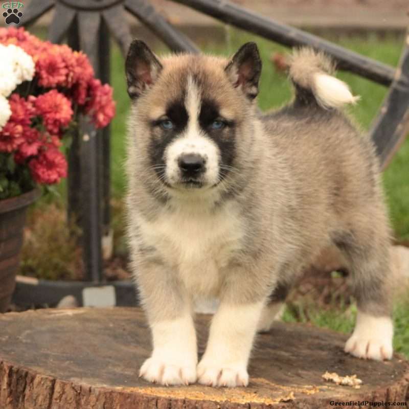 Huskita Puppies for Sale | Greenfield Puppies