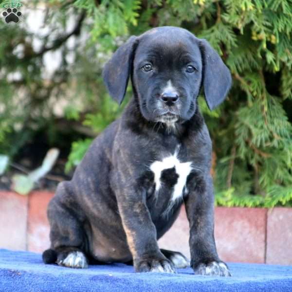 Remi, Cane Corso Mix Puppy