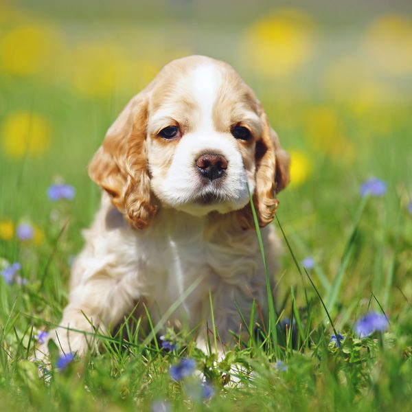 cocker spaniel puppy sitting in the grass