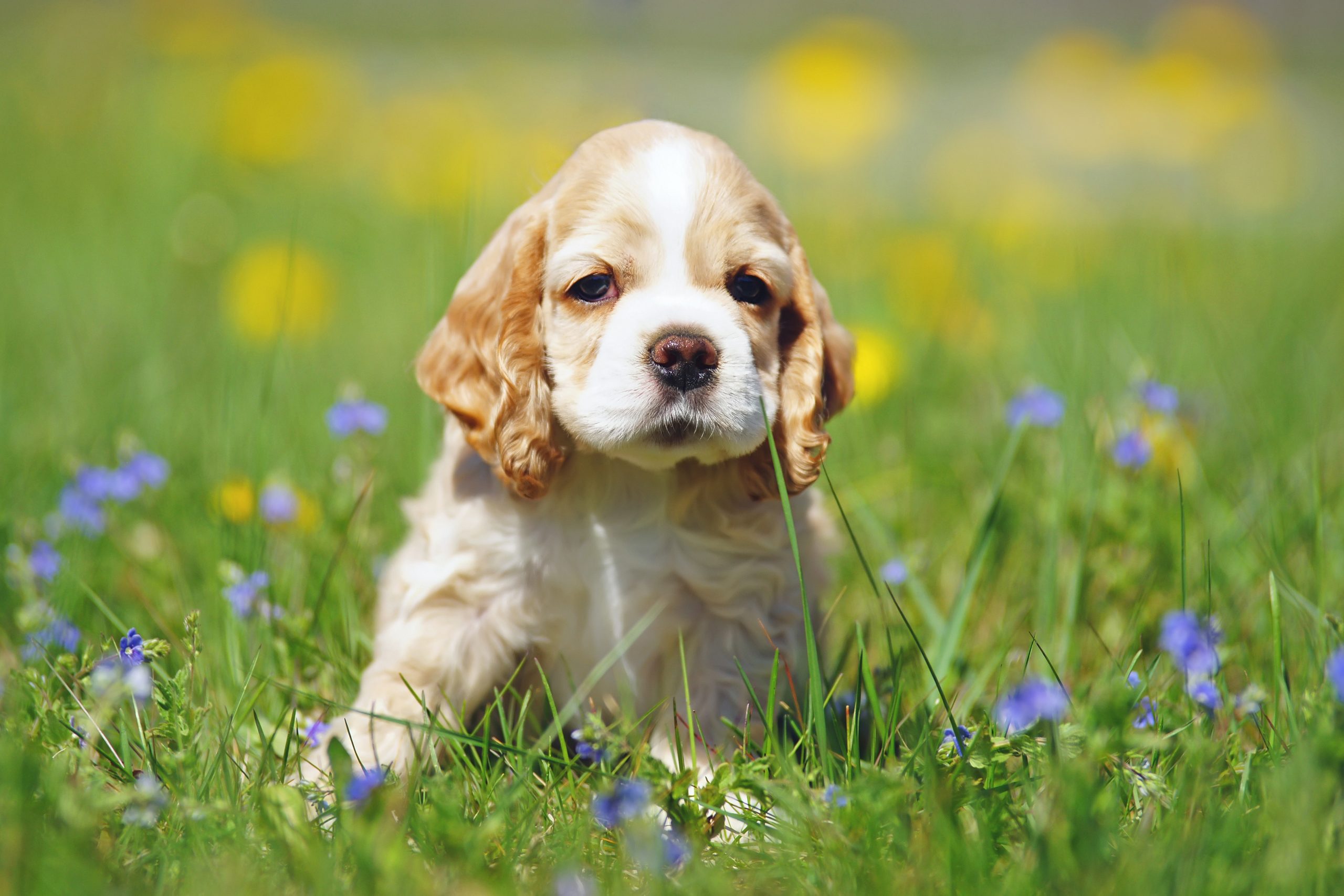 6 Facts About Cocker Spaniels