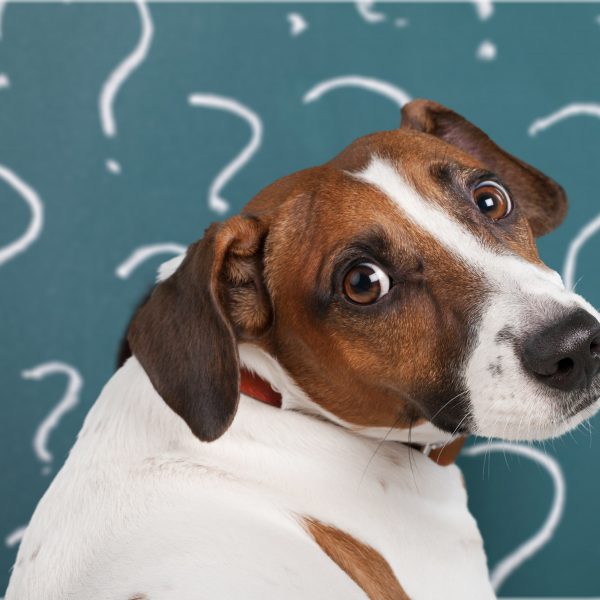 confused jack russell terrier surrounded by question marks