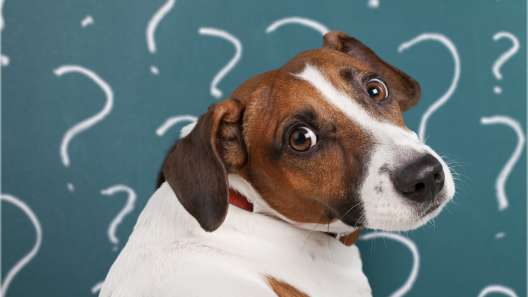 7 Ways You’re Confusing Your Dog
