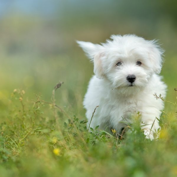 coton de tulear puppy in grass