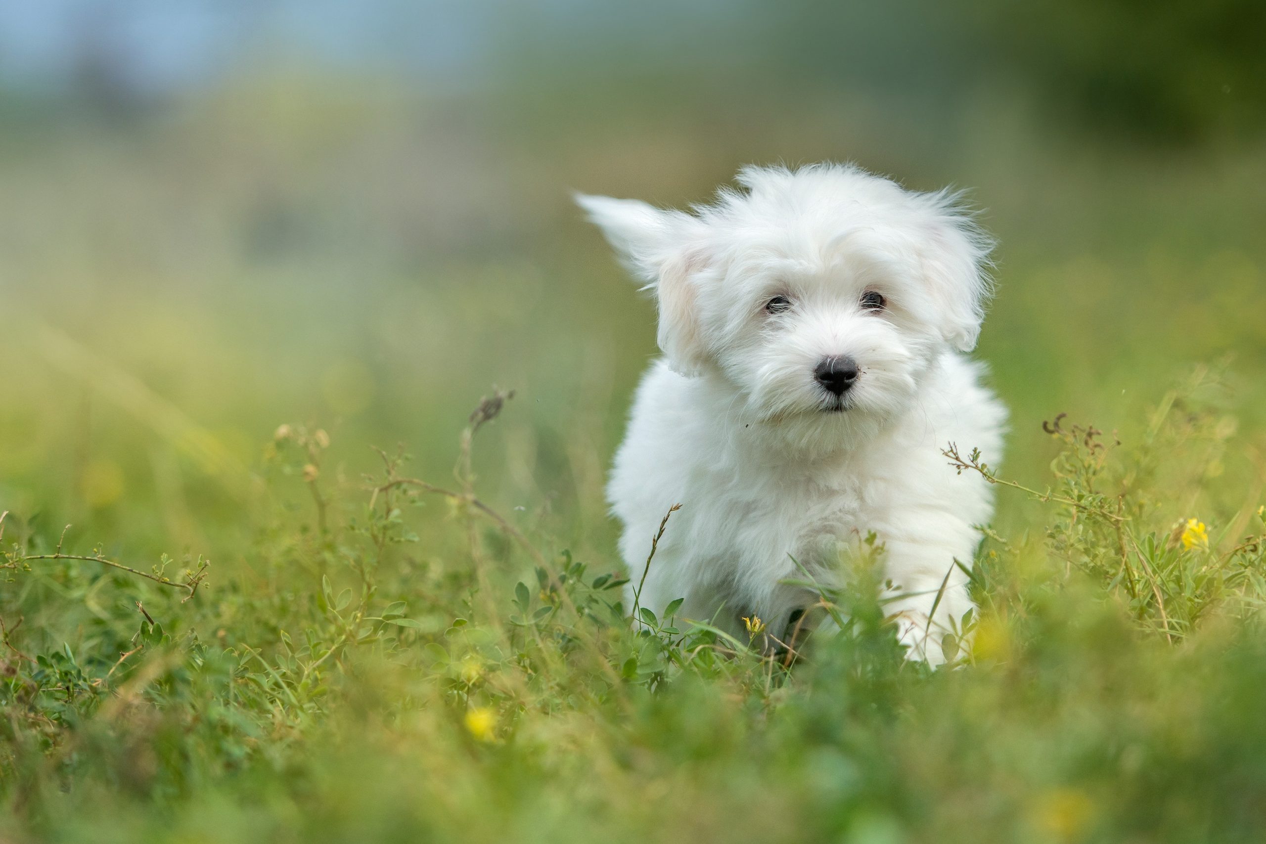 Trives sorg hø 6 Essential Facts About the Coton de Tulear | Greenfield Puppies