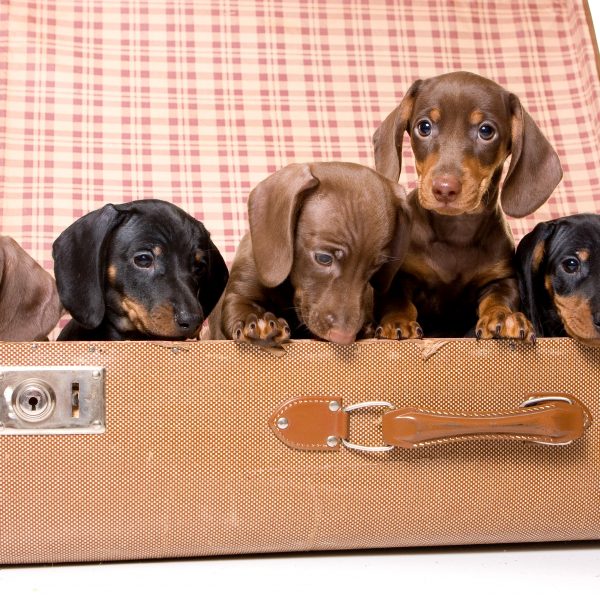 dachshund puppies in an open vintage suitcase
