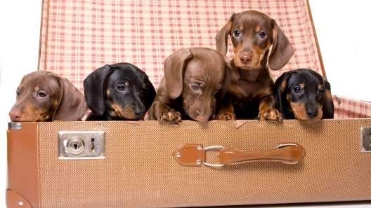 5 Facts About Dachshunds