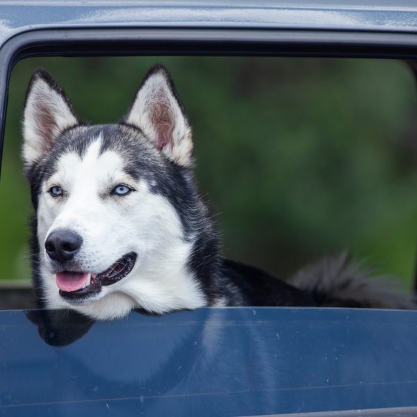 siberian husky in a car