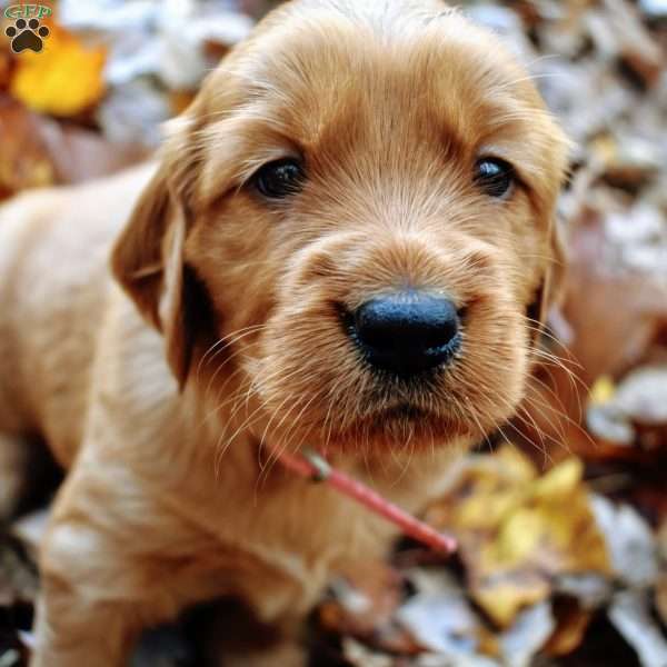 Golden Irish Puppy