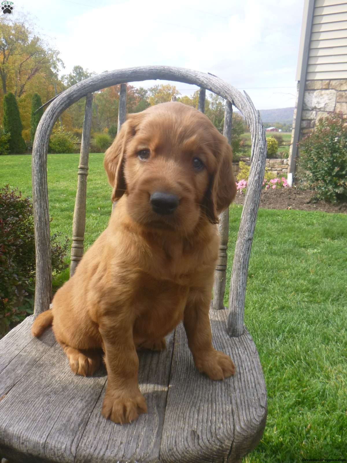 Irish Setter Chocolate Lab Mix