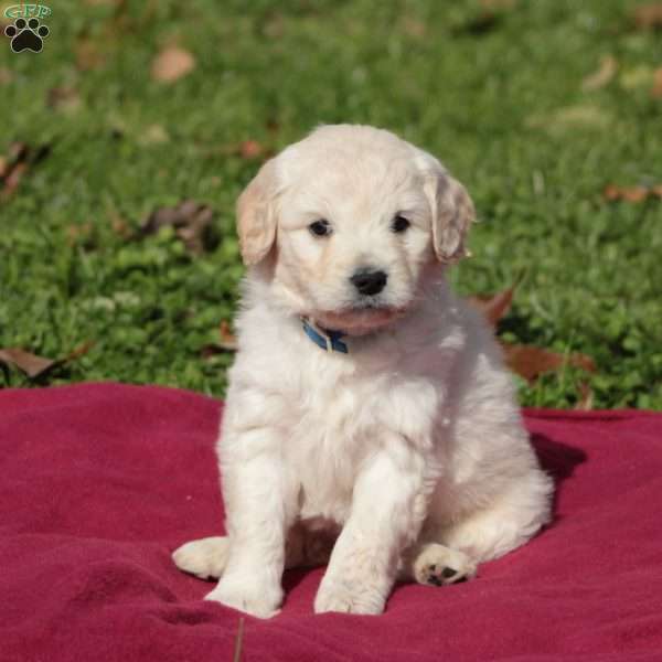 Jolly, Cocker Spaniel Mix Puppy